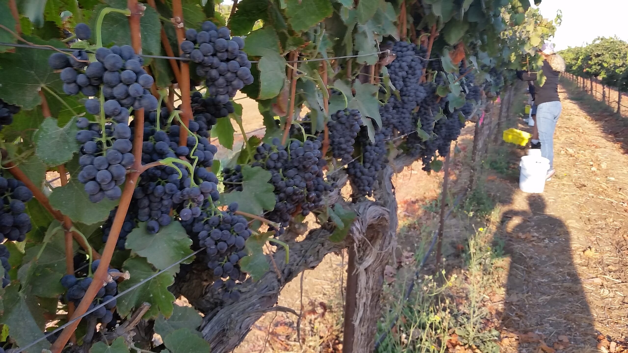 3 tips to prepare for grape harvest