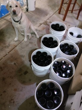 Freezing the bottle necks prior to disgorging